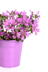wild violet flowers in bucket