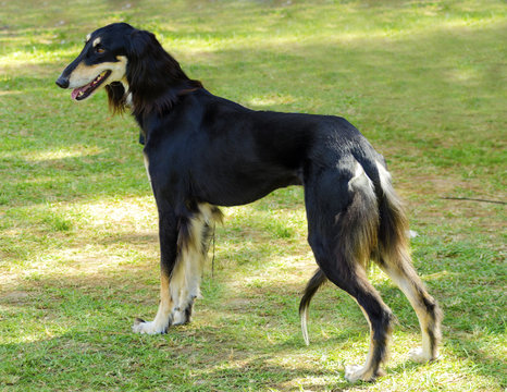 Saluki - Powered by Adobe