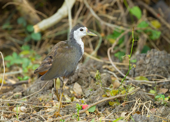 Amaurornis phoenicurus walking in nature