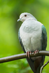 Fototapeta premium Very close up of Green imperial pigeon(Ducula aenea)