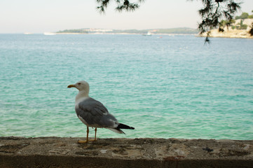 Fototapeta premium seagull