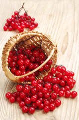 Berries of red viburnum in wicker basket