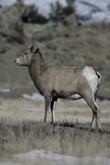 Big horn sheep, Puma concolor