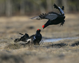 Black grouse, Tetrao tetrix,