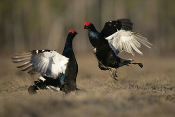 Black grouse, Tetrao tetrix,