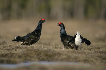 Black grouse, Tetrao tetrix,