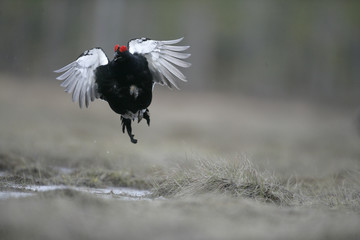 Black grouse, Tetrao tetrix,
