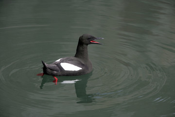 Black guillemot, Cepphus grylle