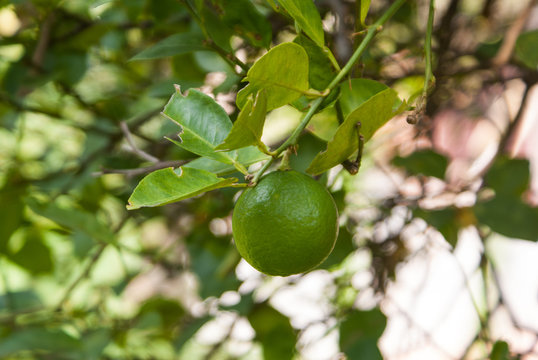 Fresh lime at the tree