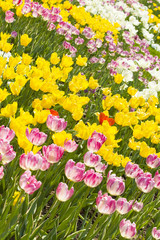Flower bed with different tulips