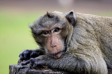 Monkey Rhesus