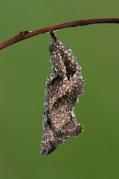 Crisalide di nymfalidae