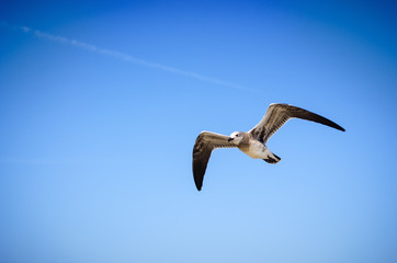 Möwe im Flug