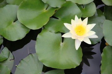 Yellowish white Lotus in the pool.