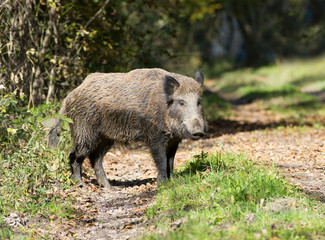 Naklejka na ściany i meble Wild boar stand on path in forest