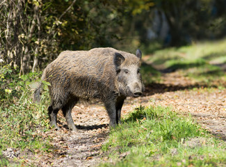 Wild boar stand on path in forest