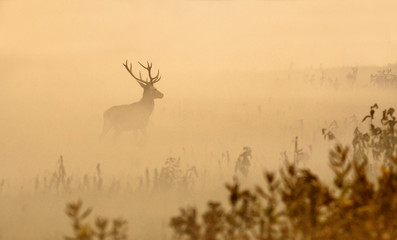 Le cerf rouge avec de grands bois se dresse sur un pré le matin brumeux