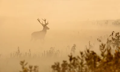 Fond de hotte en verre imprimé Beige Le cerf rouge avec de grands bois se dresse sur un pré le matin brumeux