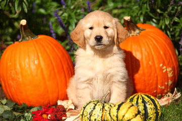 Golden Retriever Puppy With Pumpkins