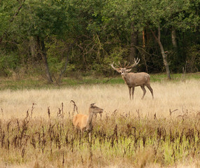 Roaring deer and hind on meadow