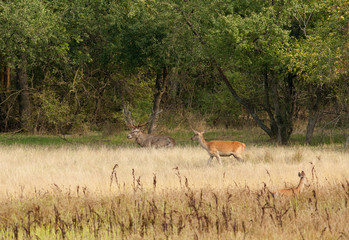 Red deer in high grass beside forest