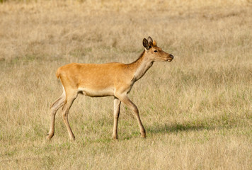 Fototapeta premium Red deer with growing antlers walks on meadow