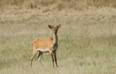 Naklejka premium Red deer with growing antlers stand on meadow
