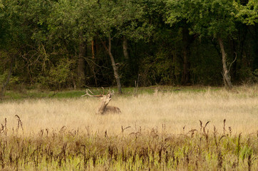 Roaring deer in high grass beside forest