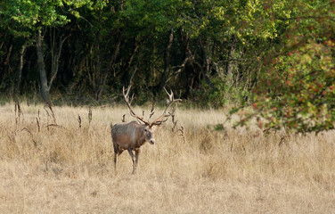 Red deer with big antlers walking on meadow