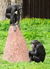 Two chimpanzees playing together.