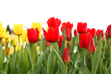 Colorful tulip flowers isolated on white background