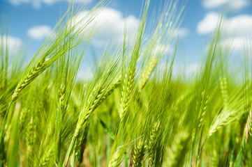 Sunny green wheat field closeup