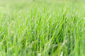 Green grass with water drops  - nature concept