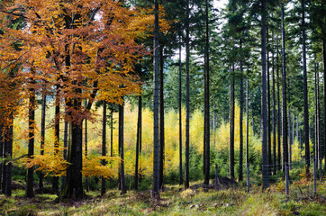 Giant Mountains in Poland