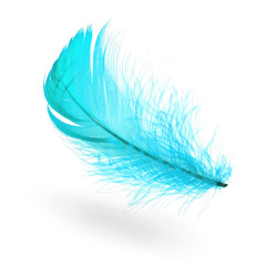 Light blue feather