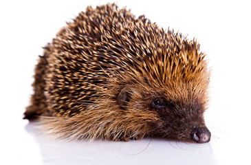 hedgehog isolated on white background