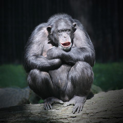 Worried Chimpanzee.
