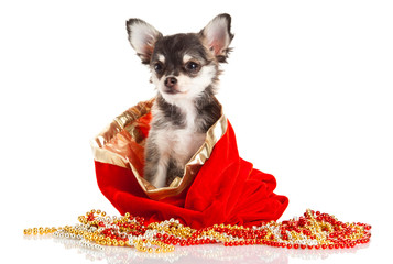 chihuahua isolated on white background