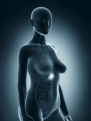 Woman spleen anatomy