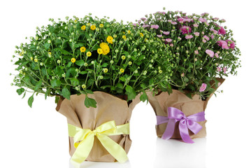 Two chrysanthemum bushes in pots isolated on white