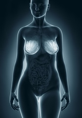 Woman breast anatomy