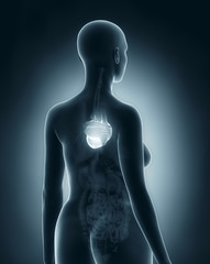 Woman heart anatomy x-ray black posterior view