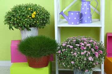 Flowers in pots with color boxes on shelves on wall background