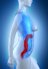 Woman colon anatomy white lateral view