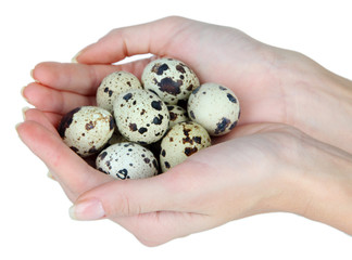Quail eggs in hands isolated on white