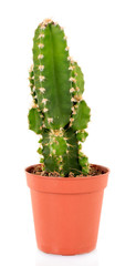 Cactus in flowerpot, isolated on white background