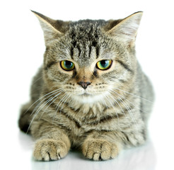 Cat isolated on white