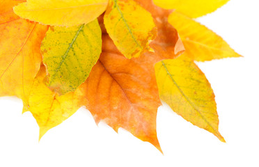 Bright autumn leafs isolated on white