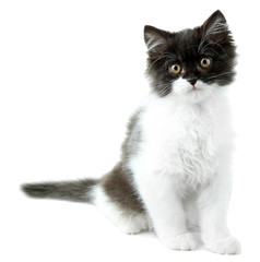 Little cute kitten, isolated on white