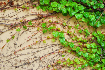 Fototapety  Zielone liście pnącza winorośli na ścianie budynku